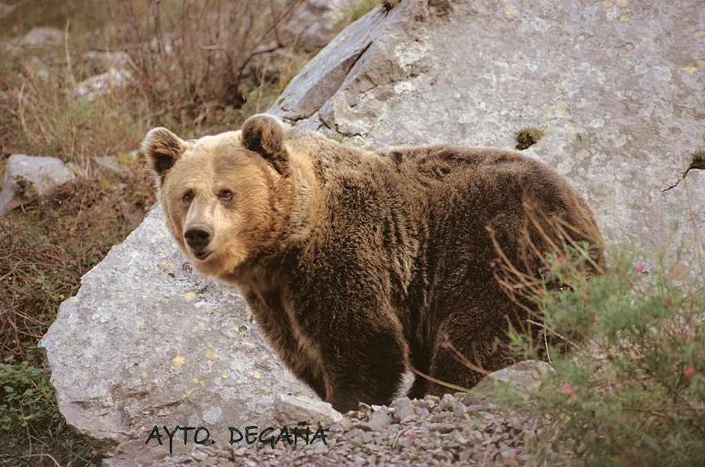 cantabrian brown bear